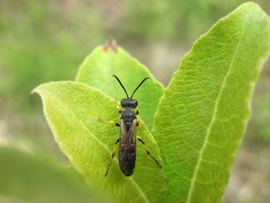 Insect, Leaf, Hoverfly, Nature, green, leaves, close, green color HD wallpaper