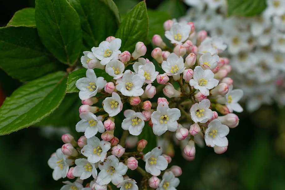 flowers, bud, spring, close, plant, nature, freshness, petal HD wallpaper