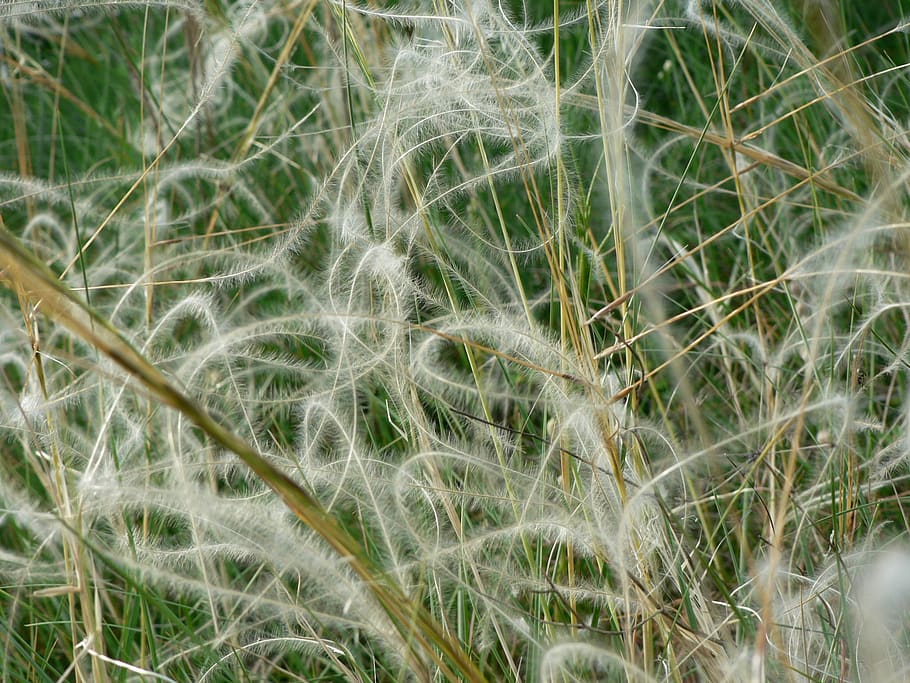 kavyľ, protected, grass, plant, growth, close-up, nature, beauty in nature HD wallpaper