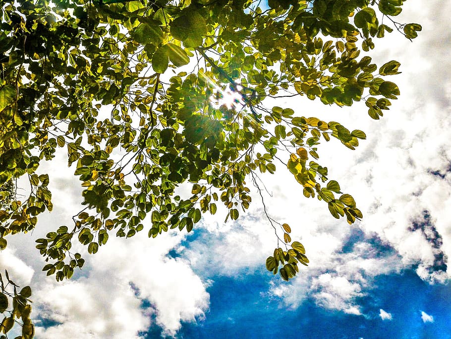 Green Leaf Tree, branch, branches, bright, clouds, color, environment HD wallpaper