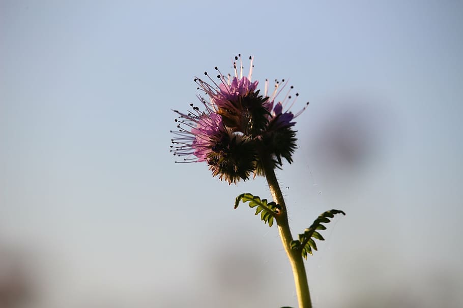 bee friend, phacelia, blossom, bloom, bees, phacelia tanacetifolia HD wallpaper