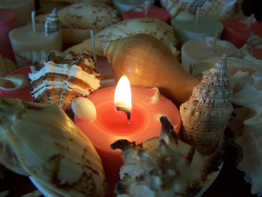 Candle, Shells, Light, Harmony, calming, decoration, flame HD wallpaper