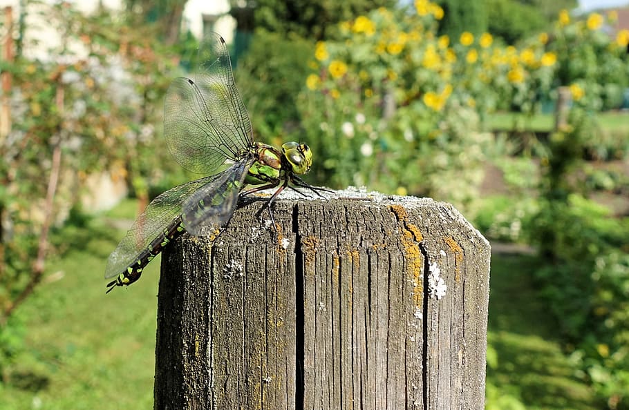 nature, insect, dragonfly, animal wildlife, animal themes, animals in the wild HD wallpaper