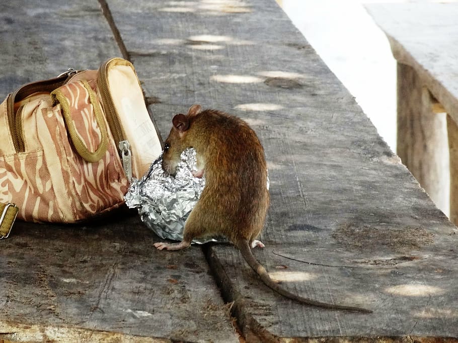 rat, mouse, rodent, nager, animal, mammal, cute, animal themes HD wallpaper