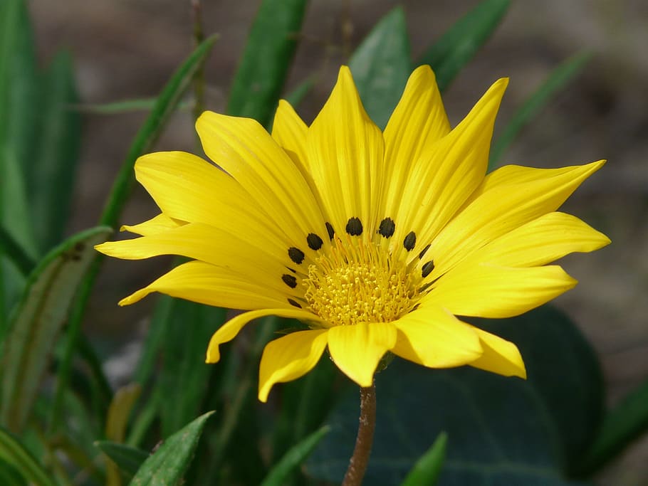 close-up photo of yellow gazania flower, gazania rigens, gazanie, HD wallpaper