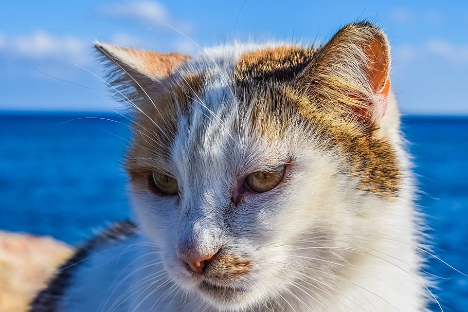 white and brown short coated cat macro photography, stray, face HD wallpaper