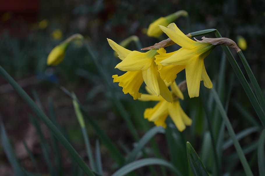 daffodils, spring, garden, flower, yellow, flowering plant HD wallpaper