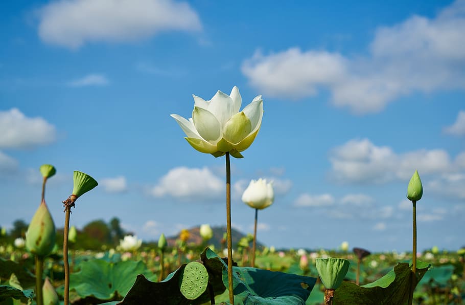 white flowers in shallow focus shot, lotus, plant, nature, leaves, HD wallpaper