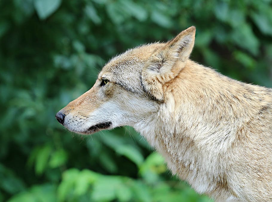 gray wolf on focus photo, grey, predator, snout, forest, danger HD wallpaper