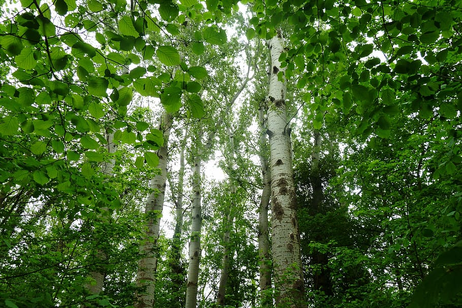 birch, forest, nature, trees, leaves, bark, plant, growth, green color HD wallpaper