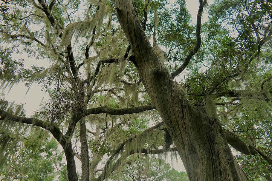 low-angle photography of green leaf trees at daytime, low angle photography of tree HD wallpaper