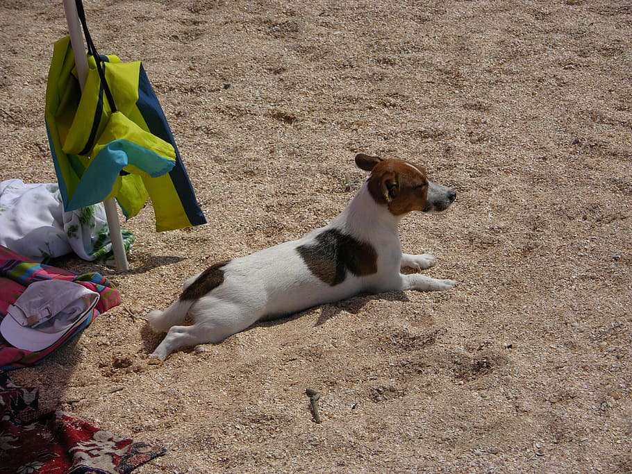 Dog, Fast, Pet, Vacation, pets, animal, jack Russell Terrier HD wallpaper