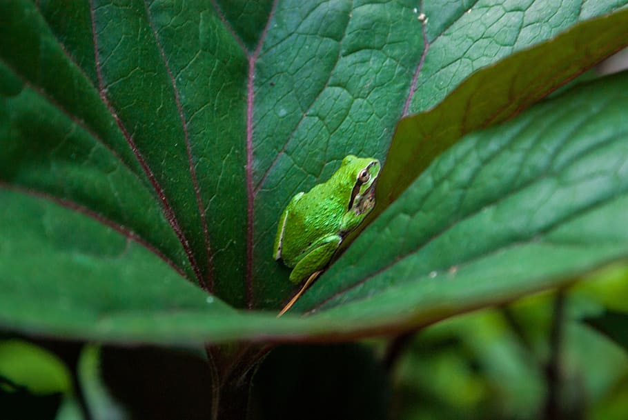 frog, green, leaf, macro, nature, color, outdoors, plant part HD wallpaper