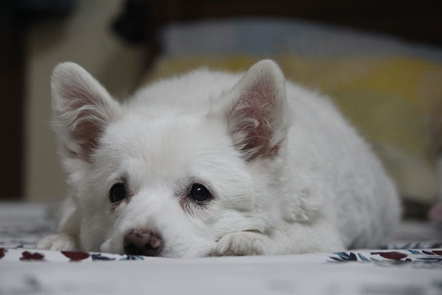 Hd Wallpaper Puppy Cute Laying Down Stare Cutenes Pommerian Japanese Spitz Wallpaper Flare