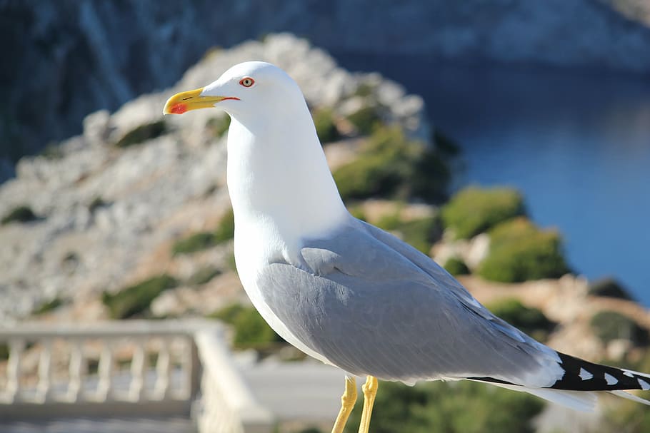 seagull, animals, nature, bird, animal themes, animals in the wild HD wallpaper