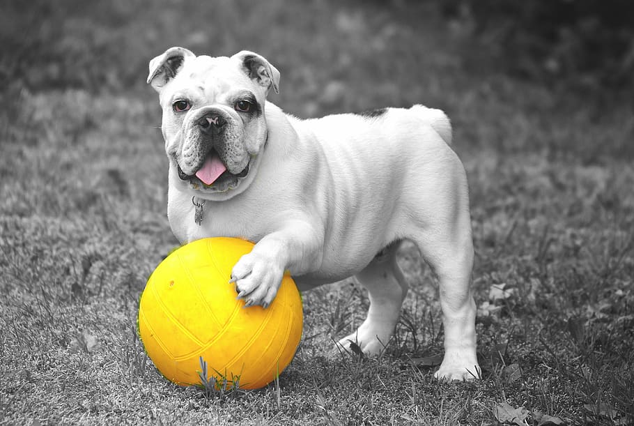 selective color photography of ball played by dog, bulldog, animal