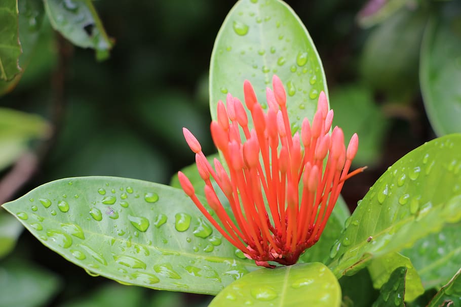 plant, flower, beauty in nature, flowering plant, growth, close-up HD wallpaper