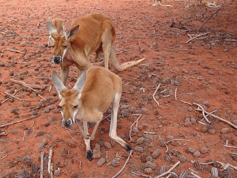 two kangaroos on soil ground, red, large, australia, animal themes HD wallpaper
