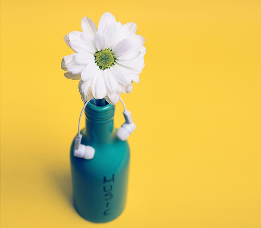 white daisy on teal bottle, floral, jar, mug, gerber, petal, flower, HD wallpaper