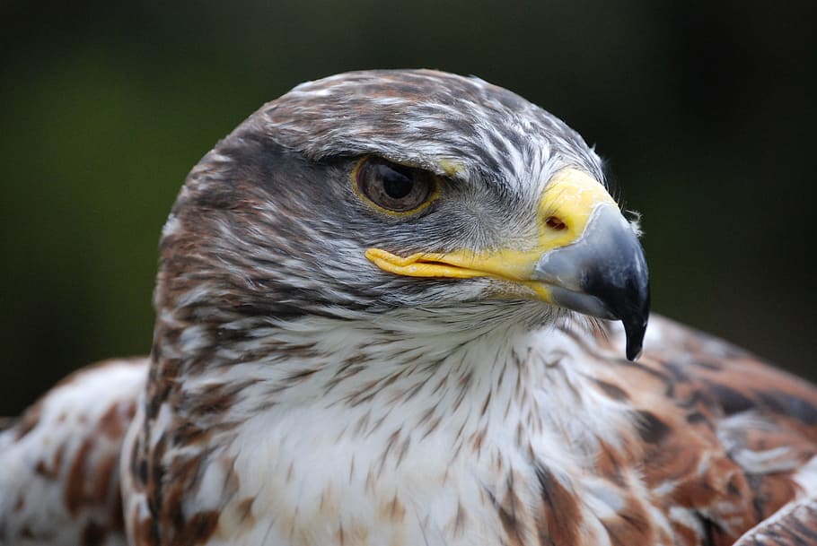 brown and white eagle, prey, close-up, bird, fly, wings, feather HD wallpaper