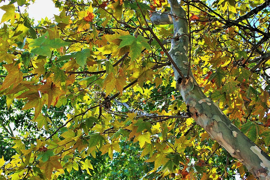 plane leaves, tree, foliage, yellowing, autumn, plant, leaf HD wallpaper