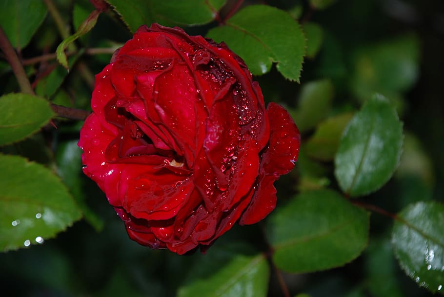 Flower, Pink, Rose, Drops, Plant, Nature, lilac, white, flowers HD wallpaper