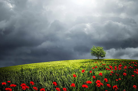 green field with red flowers wallpaper, tree, sunlight, background HD wallpaper