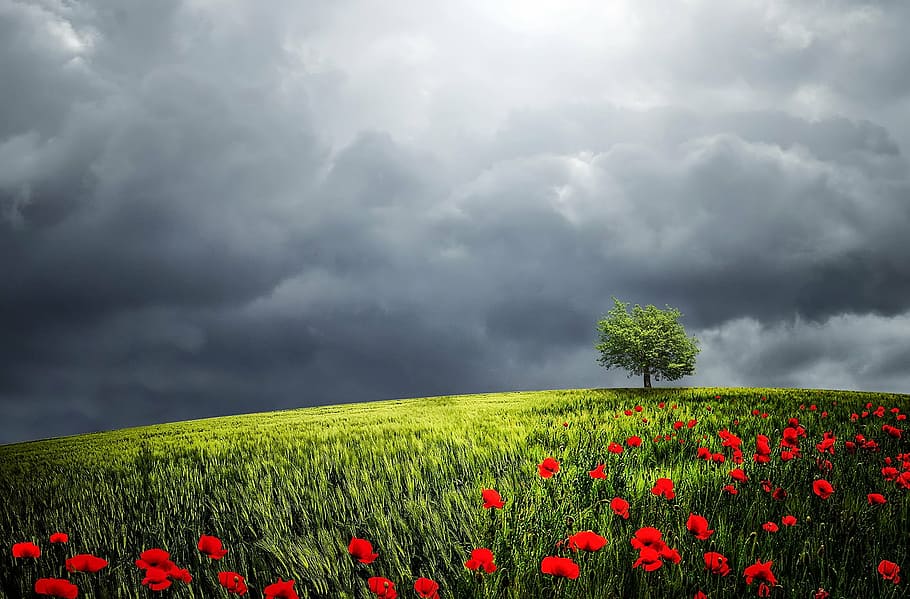 green field with red flowers wallpaper, tree, sunlight, background HD wallpaper