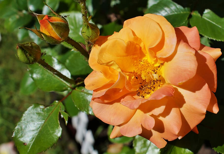 orange rose in bloom closeup photography, rose bloom, bee, insect HD wallpaper
