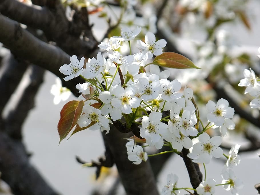 cherry blossom, flowers, sakura, plant, flowering plant, fragility HD wallpaper