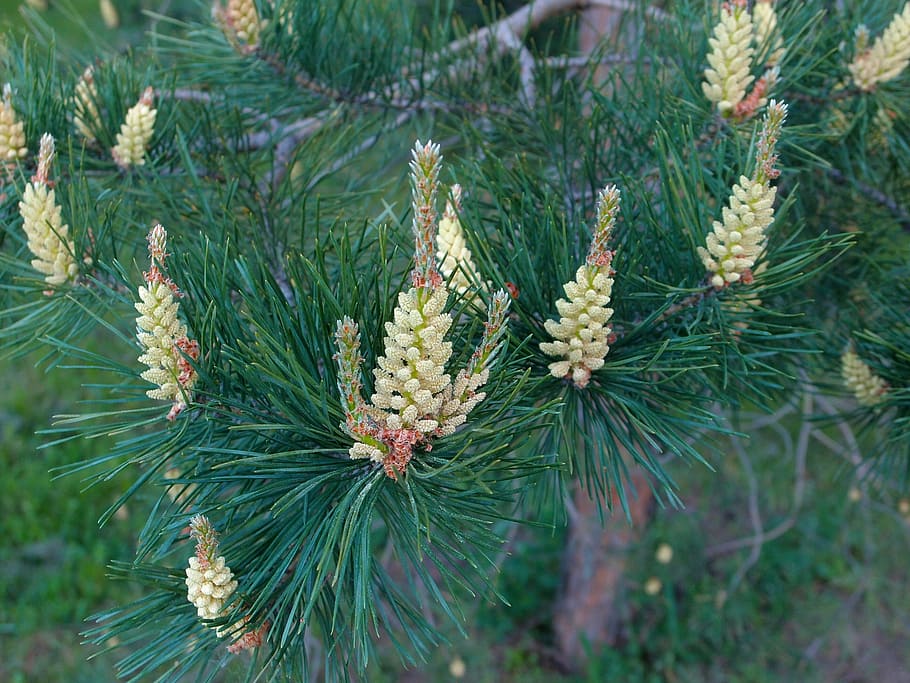 pine, needles, flowers, pine flowers, blooming pine, conifer HD wallpaper