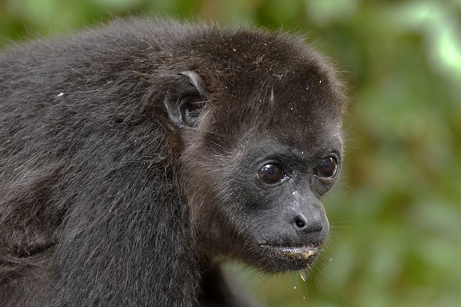 black monkey selective focus photo, howler monkey, animal, creature HD wallpaper