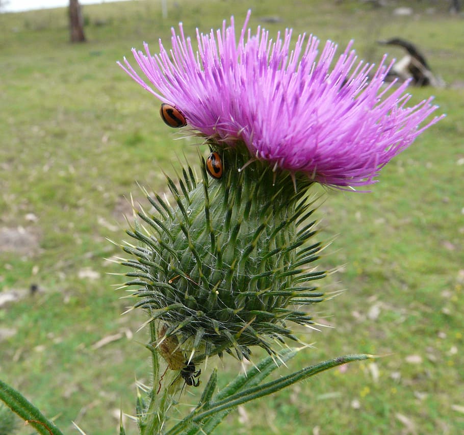 Flower, Beetle, Thistle, Bug, Nature, insect, wild, focus on foreground HD wallpaper