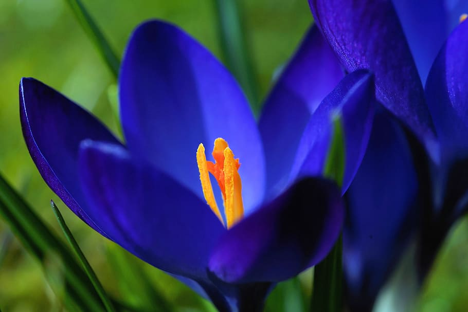 close up photo of blue petaled flower, crocus, blossom, bloom HD wallpaper