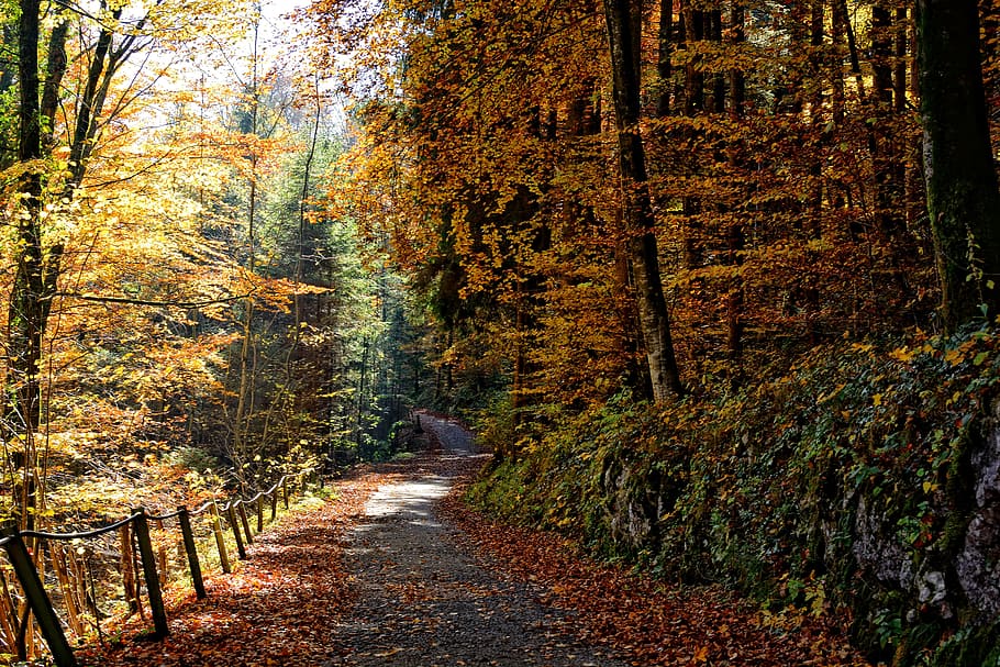 brown leafed tree beside fence, autumn, away, forest, trees HD wallpaper