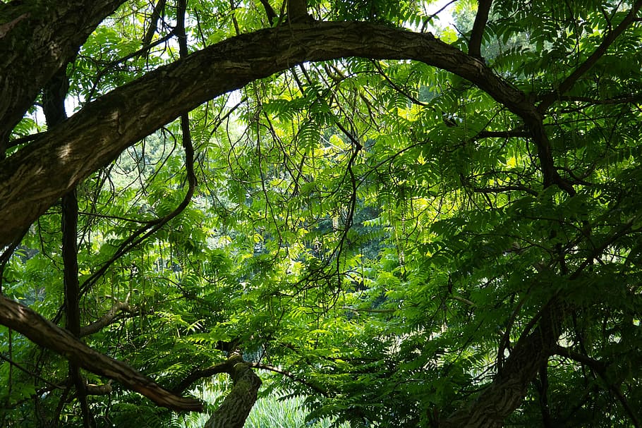 green leafy tree at daytime, jungle, branches, back light, pterocarya fraxinifolia HD wallpaper