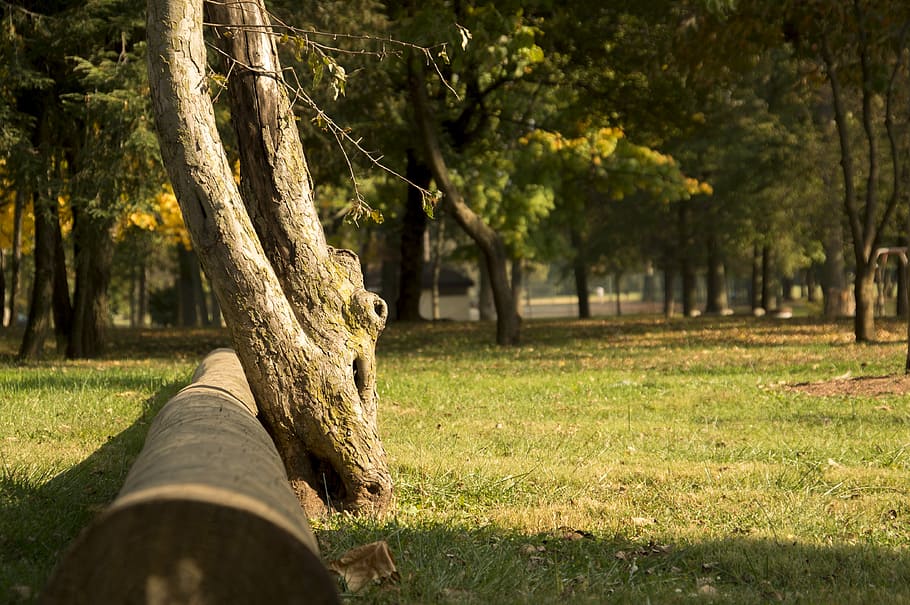 tree, fallen, forest, landscape, nature, autumn, green, park HD wallpaper