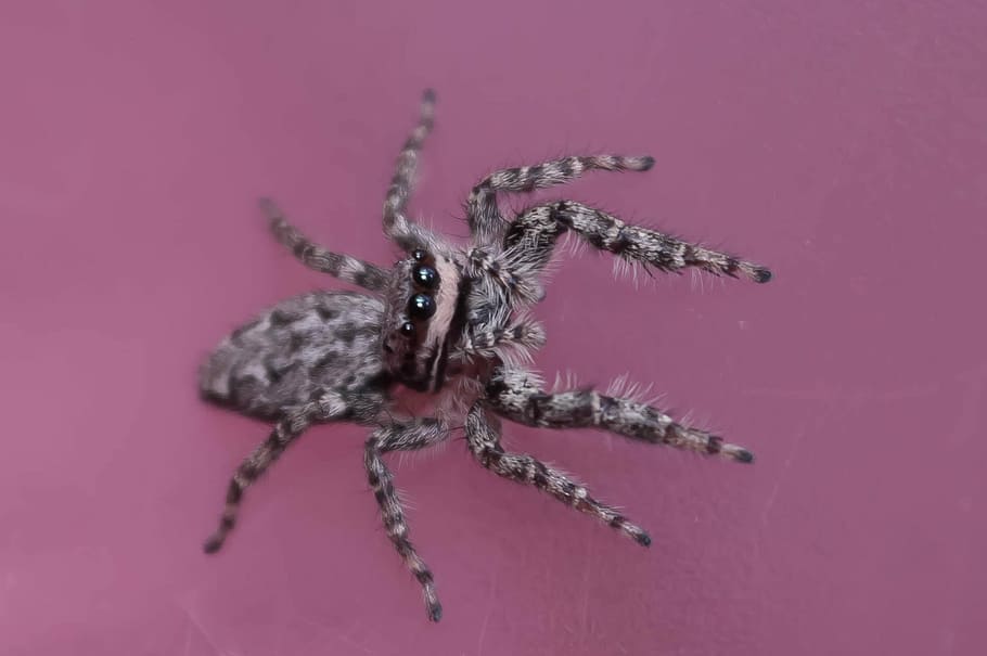 Spiders, Insect, Macro, jumping spiders, color, detailed, magnification HD wallpaper