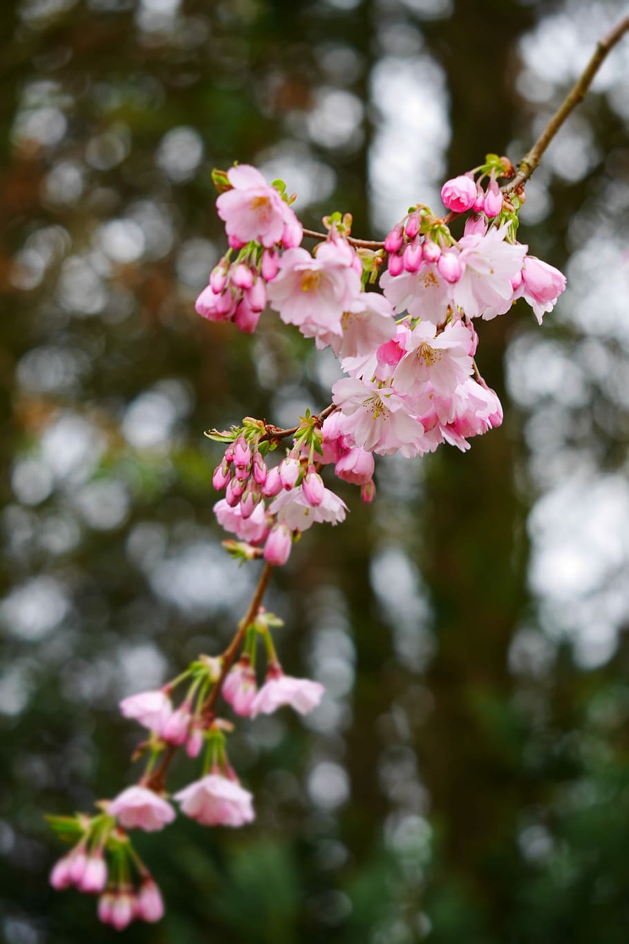 Flowers, Bloom, Nature, Spring, spring flower, green, blooming HD wallpaper