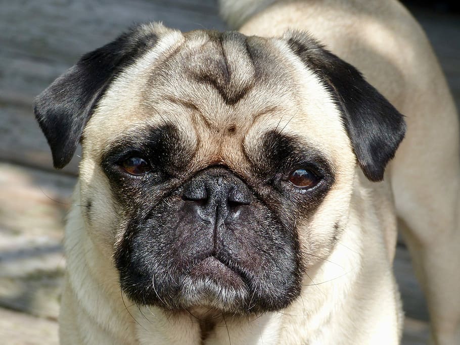 adult fawn pug, Portrait, Dog, pets, looking at camera, animal HD wallpaper