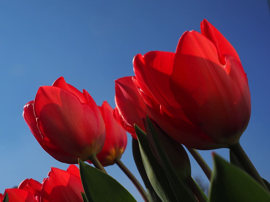 tulips, red, flowers, spring, close up, colorful, tulipa, lily, HD wallpaper