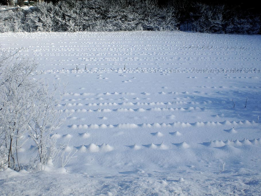 White, Winter, Field, Snow, Wintry, Cold, landscape, snow magic HD wallpaper