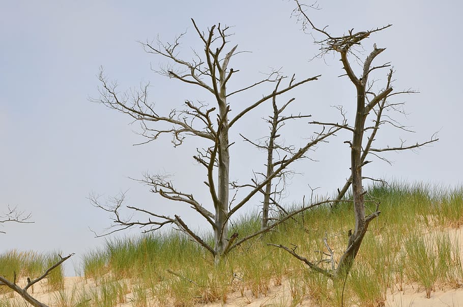 the mobile dune, sand, the coast, tree, nature, plant, no people HD wallpaper