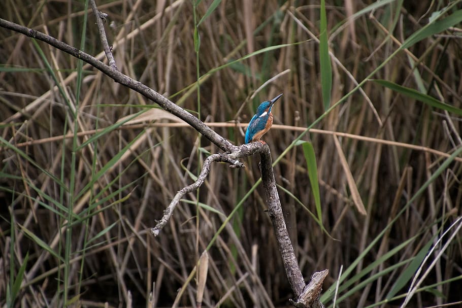 kingfisher, nature, blue, bird, plumage, beautiful, feather