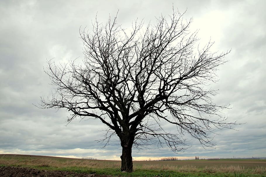 tree, field, lone tree, branches, konary, empty, leafless, autumn HD wallpaper