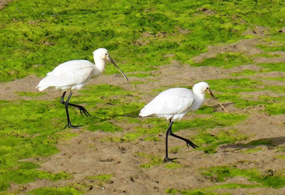 Bird, Spoonbill, Duo, Walk, Portugal, animal, wildlife, nature HD wallpaper