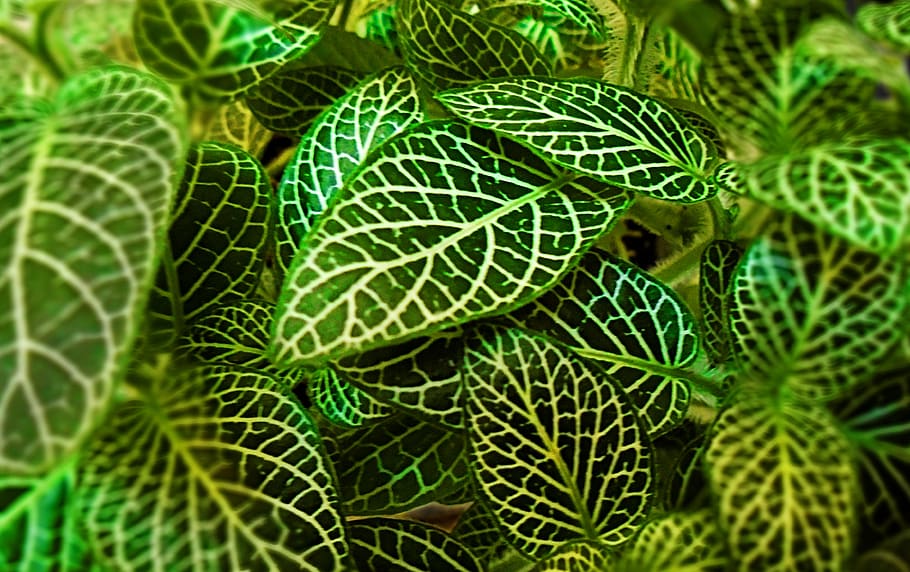 nature, leaf, tropical, desktop, flora, pattern, garden, green HD wallpaper