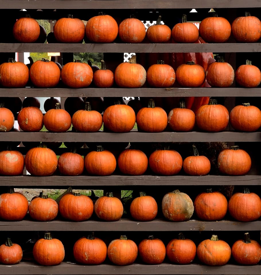 pumpkin lot, Fall, Harvest, october, thanksgiving, orange, market HD wallpaper