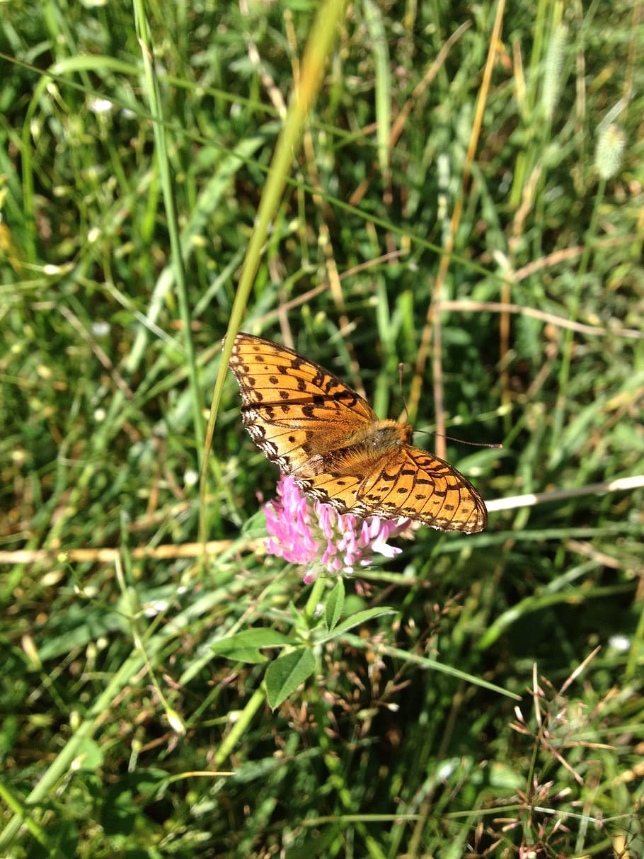 Butterfly, Flying Insects, nature, butterfly - Insect, beauty In Nature HD wallpaper