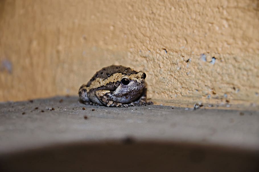 frog, small, amphibian, animal themes, animal wildlife, one animal HD wallpaper